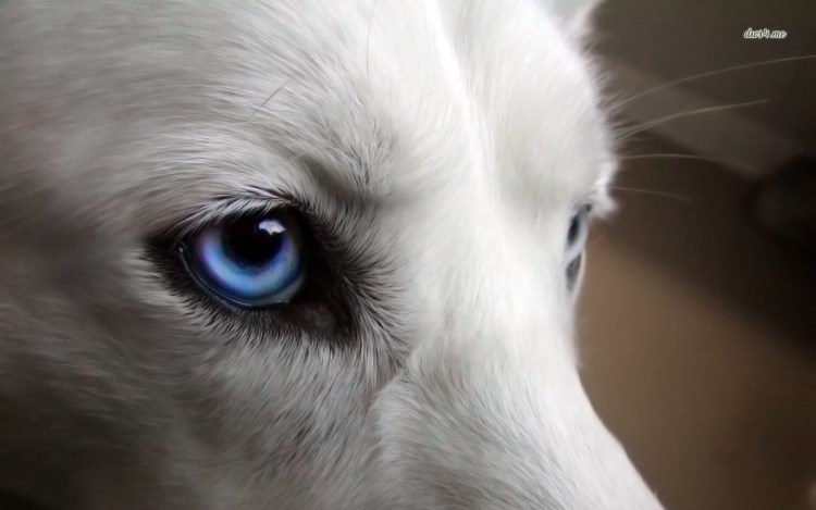 12708 husky eyes 1280x800 animal wallpaper 750 x 469