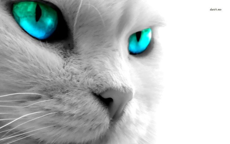 14180 blue eyed cat 1280x800 animal wallpaper 750 x 469