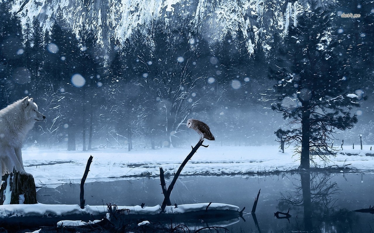 17015 white wolf staring at an owl 1280x800 digital art wallpaper