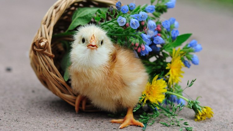 Little cute chiken hd 750 x 422 1