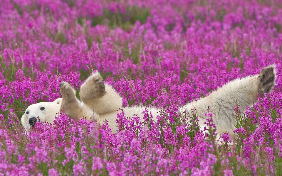 Wallpapers bear and lavendar cute animal high definition 1920x1200 960 x 600